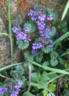 Creeping Charlie Creeping Charlie is a low growing plant, often found ...