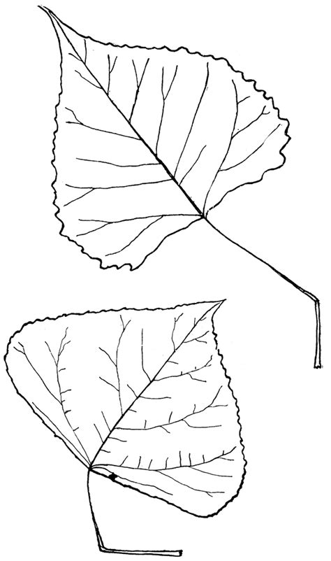 Aspen Leaf Coloring Coloring Pages