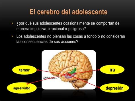 El Cerebro Del Adolescente