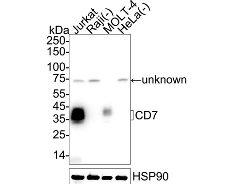 cd recombinant rabbit monoclonal antibody je  ha huabio