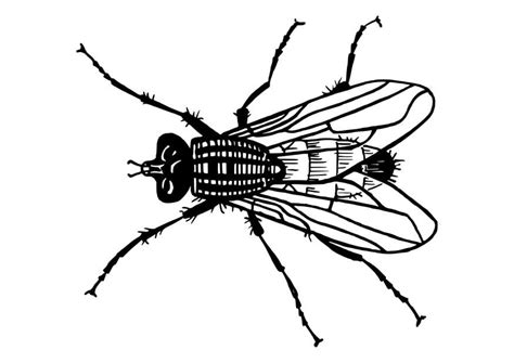 Coloring Page fly - Free printables - Img 29798