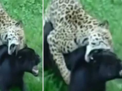 Animal trending viral video of black Panther and jaguar Action Fight ...