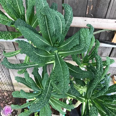 Brassica oleracea (Acephala Group), Kale - uploaded by @garden007