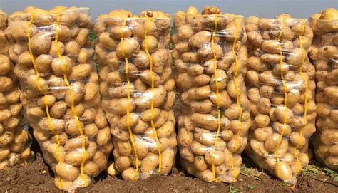 Купить картофель Кондопога 🥔 - свежий, большой, крупный, мелкий ...