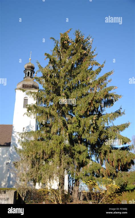 Spruce Stock Photo - Alamy