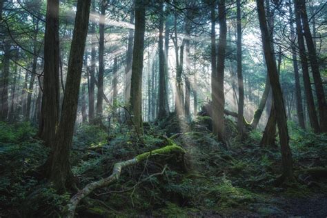 Aokigahara Forest - Takaki Watanabe Photography