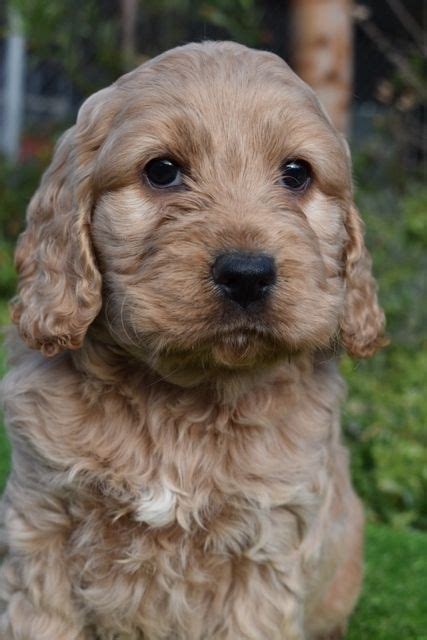 Spoodle Breed Information Puppy Information Banksia Park Puppies