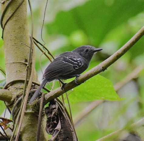 Hormiguero De Parker Biodiversidad De La Finca El Tambor Inaturalist