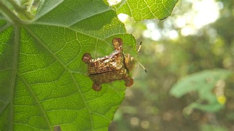 Wuliang Mountains Series Episode Golden Tortoise Beetle Cgtn