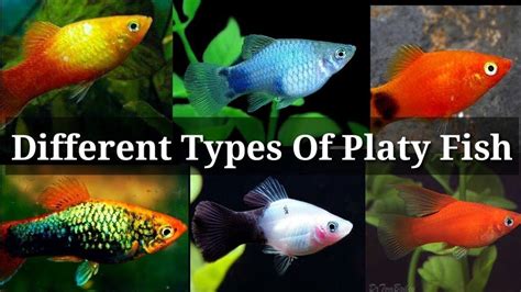 Different Types Of Platy Fish 33 YouTube