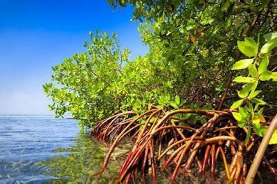 Sebutkan Fungsi Hutan Mangrove Sebagai Sumber Daya Laut Indonesia