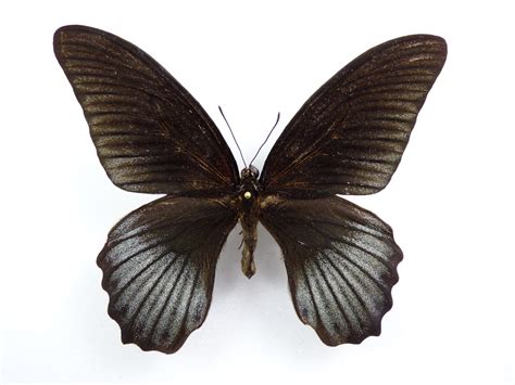 Papilio Lowi X Papilio Memnon Form Hybrid Male Aureus Butterflies And Insects