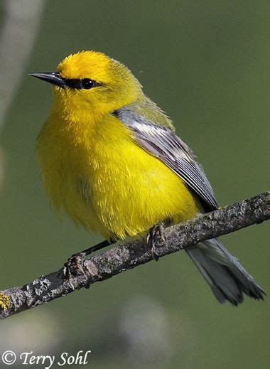 アオバネアメリカムシクイ Blue Winged Warbler Vermivora Cyanoptera Vermivora Pinus