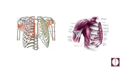 Miologia De Cintura Escapular Ppt