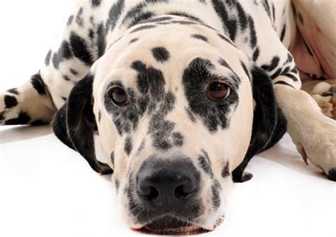 Top 10 Signs of Heart Disease in Dogs | PetMD