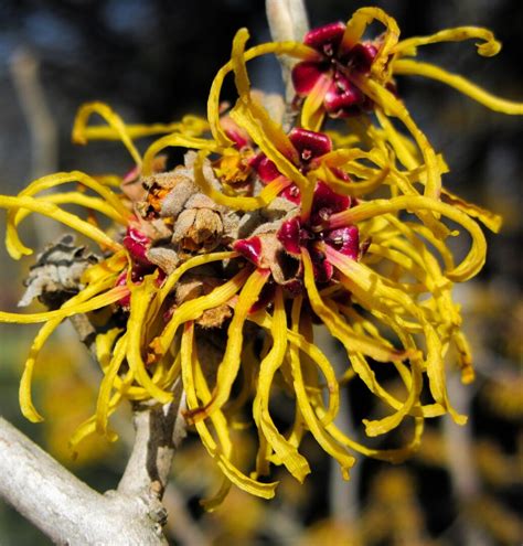 Oczar Pośredni Arnold Promisehamamelis X Intermedia Kraśnik Sklep