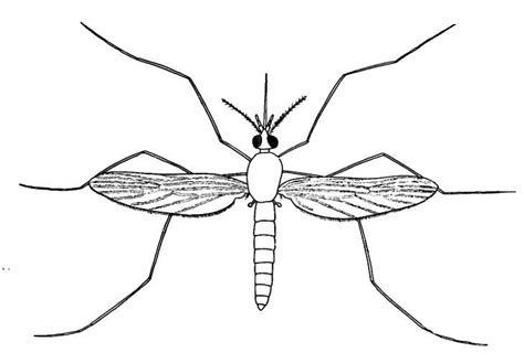 Anopheles Mosquito Drawing