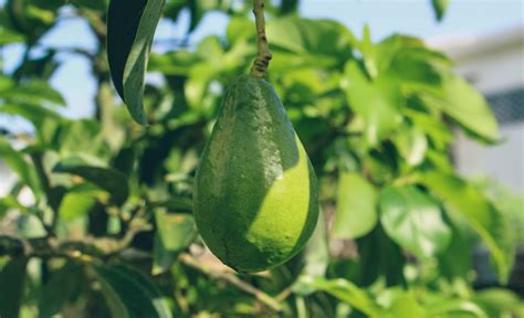 Do Avocados Grow On Trees Avocados From Mexico