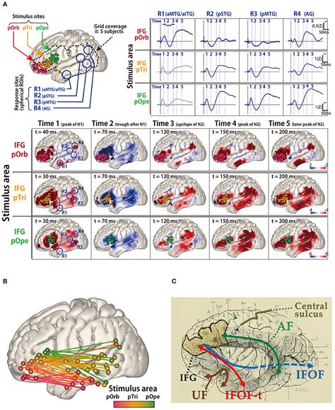 Frontiers Intraoperative Brain Mapping By Cortico Cortical Evoked