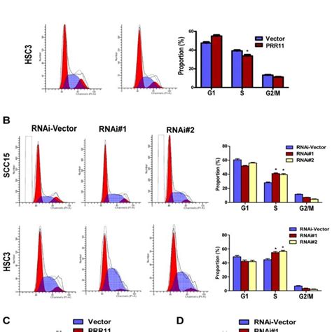 Prr Knockdown Induced S Phase Arrest In Tscc Cells The Cell Cycle