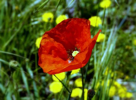 Free Images Nature Leaf Flower Petal Botany Yellow Flora