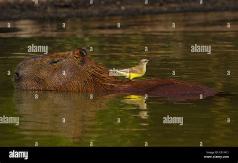 Capybara Hydrochoerus Hydrochaeris Adult In Water Stock Photo Alamy