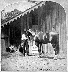 Lexington (horse) - Wikipedia