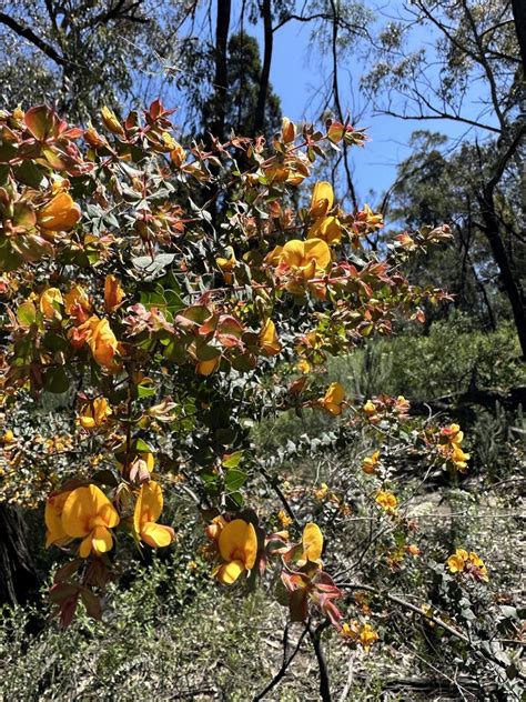 Spiny Bush Pea From Munghorn Nsw Au On November At Am