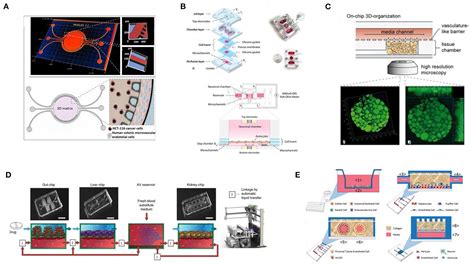 Frontiers Advances In Engineering Human Tissue Models