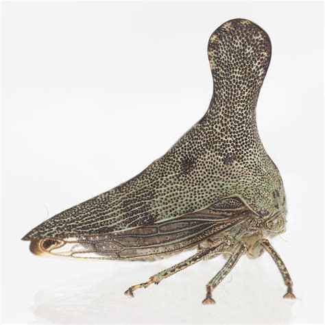 glossonotus acuminatus bugguidenet