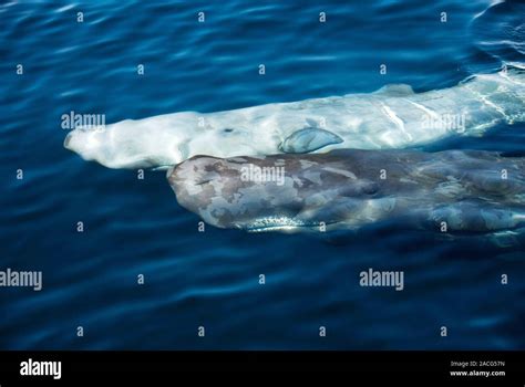 Sperm Whales Physeter Macrocephalus Pair Of Sperm Whales Close To