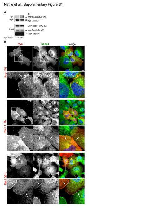 Fig S Rac Nedd Interaction And Localisation A Myc Tagged