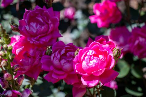 Types Of Double Bloom Flowers A Z Animals
