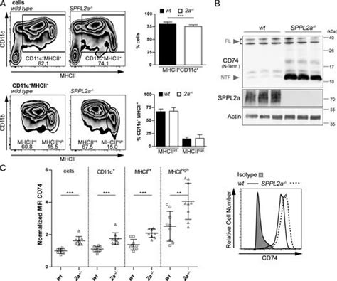 Deficiency Of The Intramembrane Protease Sppl2a Alters