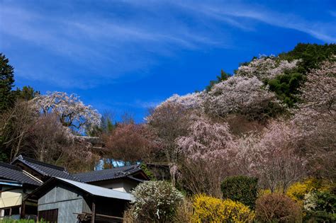 2023桜咲く奈良 天益寺の枝垂れ桜 花景色－kwc Photoblog