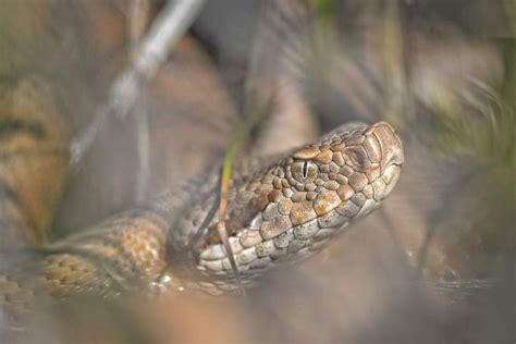 Un Serpent Dans Votre Jardin Ce Quil Faut Faire Et Ne Surtout Pas Faire