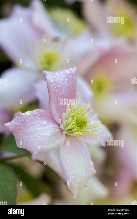 Clematis montana rubens Stock Photo - Alamy