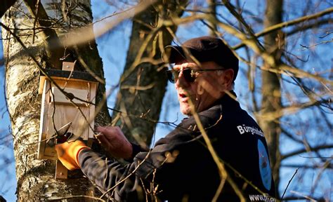 Meisen Nistk Sten In Beeden Gegen Raupenplage