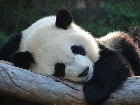 Cute Baby Pandas Sleeping