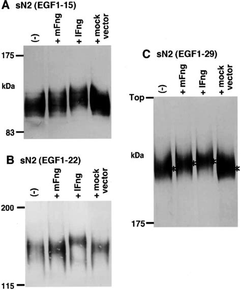 Manic Fringe And Lunatic Fringe Modify Different Sites Of The Notch2