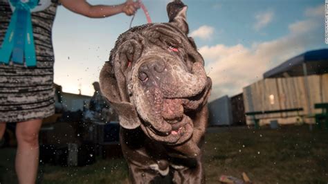 Snoring Gassy Martha Wins Worlds Ugliest Dog Cnn