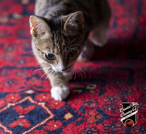 Oriental Rug Cleaning Co. - Home | Facebook
