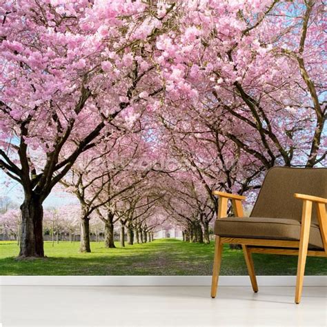 Cherry Blossom Trees Wall Mural Wallpaper Wallsauce Uk