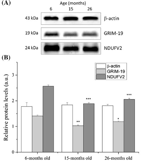 Aging Associated Changes In The Protein Level Of B Actin GRIM 19 And