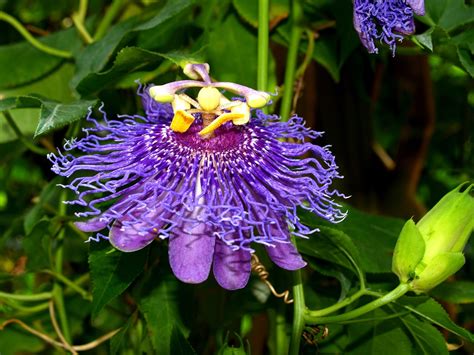 Passion Flower Blossom · Free Photo On Pixabay