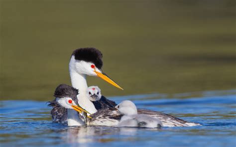 Clark S Grebe Audubon Field Guide