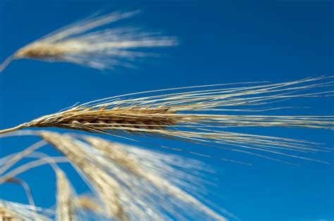 Espigas De Trigo Contra O C U Azul Foto Premium