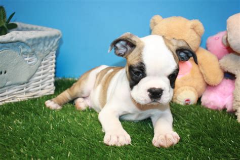 Mini Bulldog Puppies For Sale Long Island Puppies