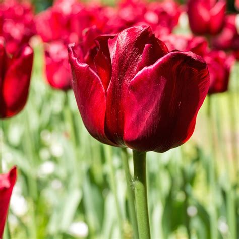 Triumph Tulip 'Ile de France' - Bulb - Cardinal red flower, elegant.