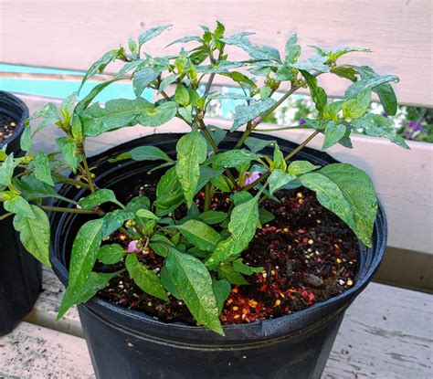 Planted it late, but my blue filius pepper plant is blooming! : r/gardening